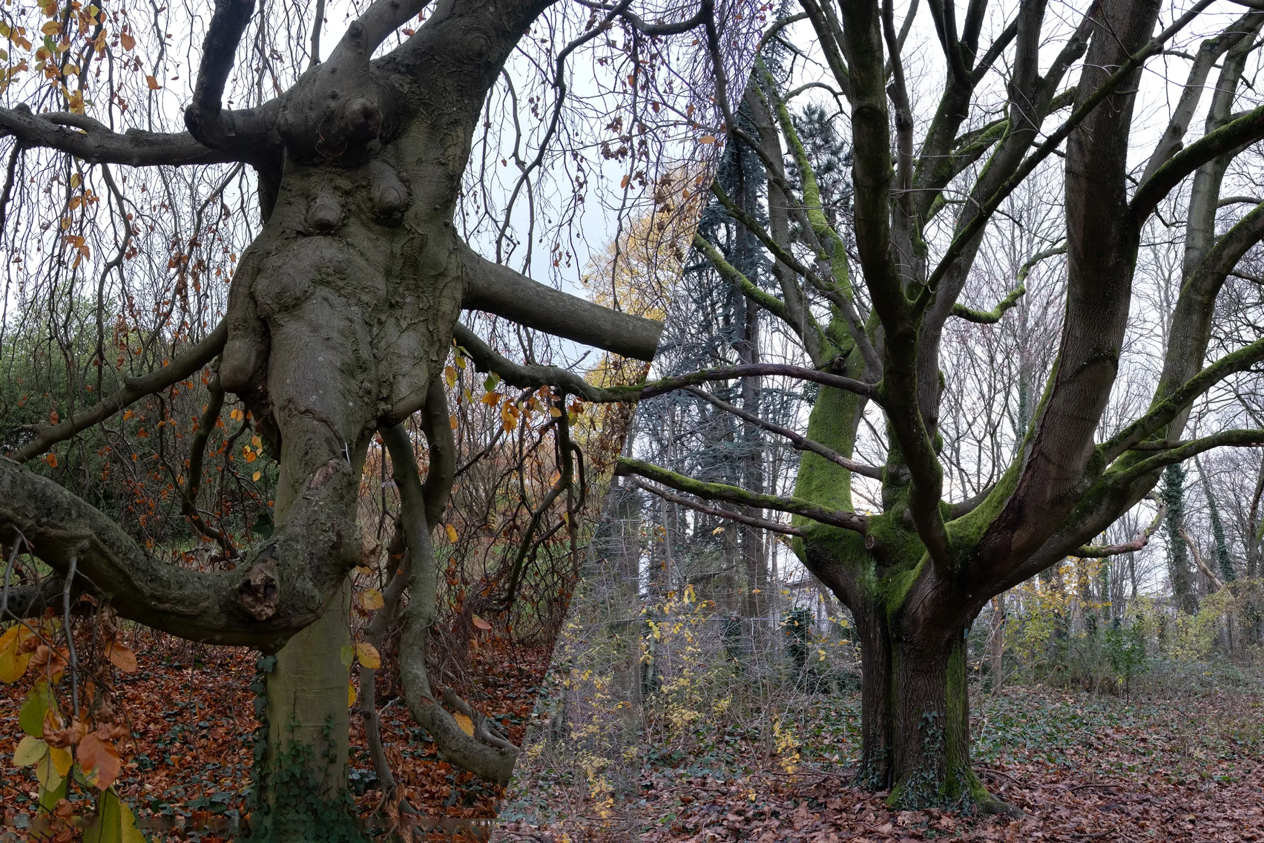 Trees In Winter