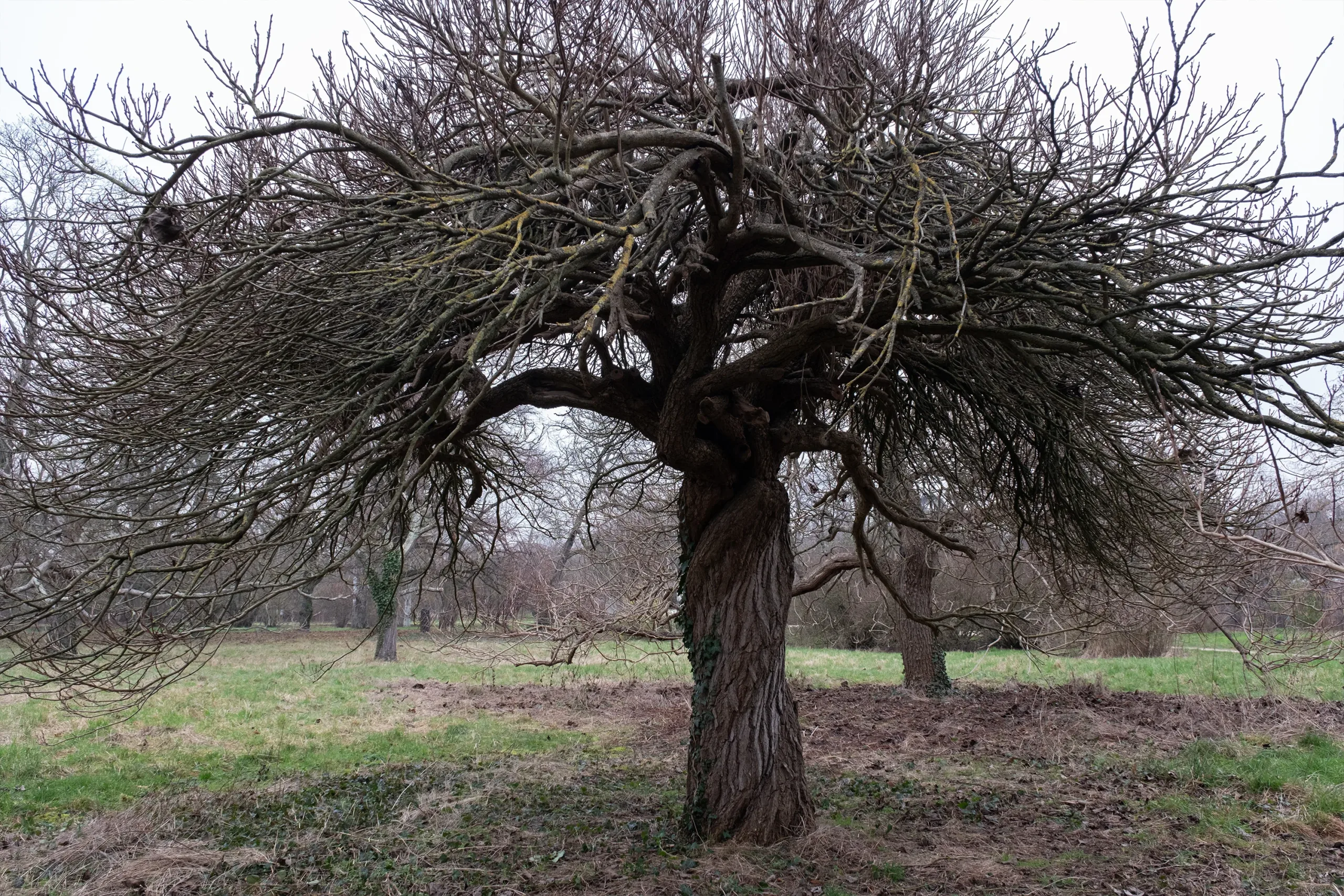 Trees In Winter