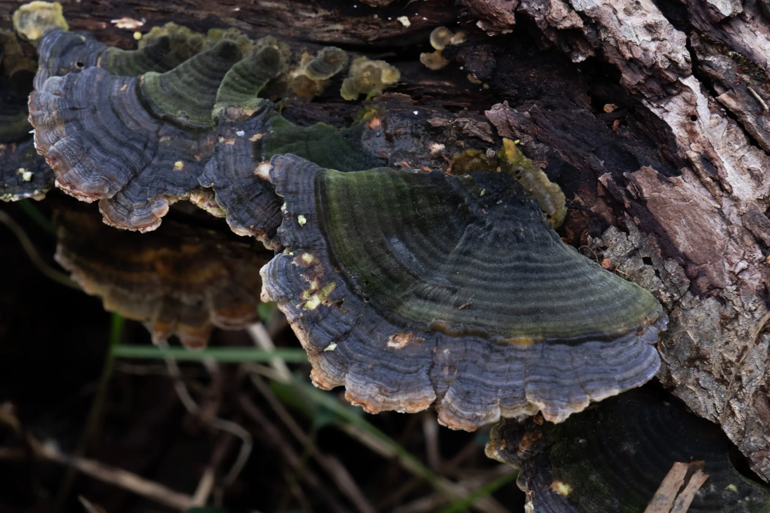 Mushrooms