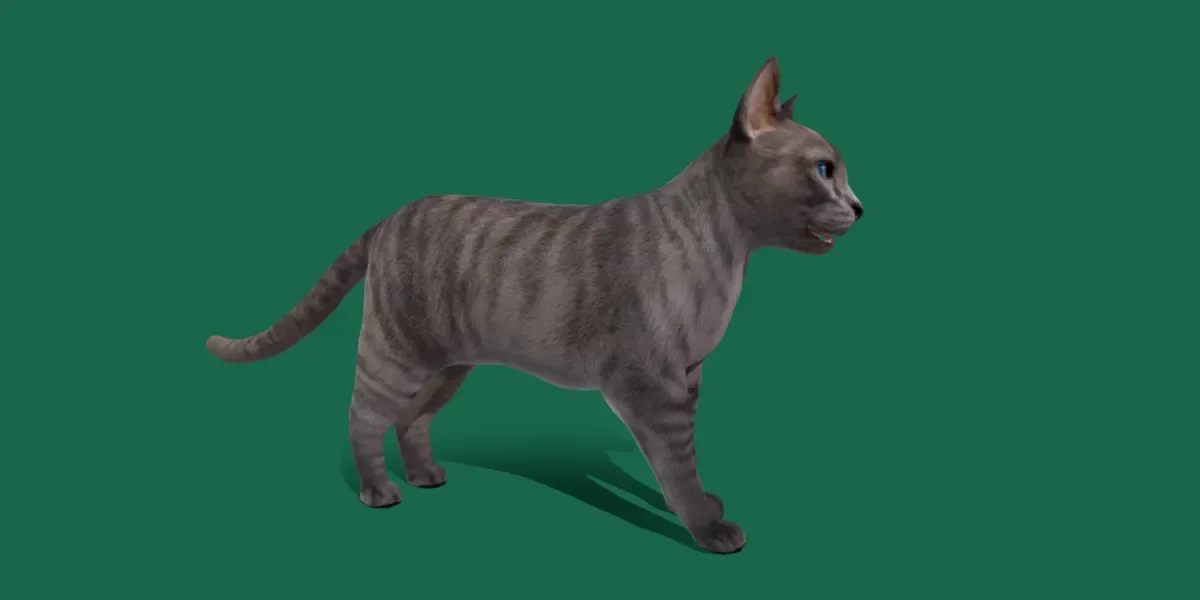 Grey Tabby Cat