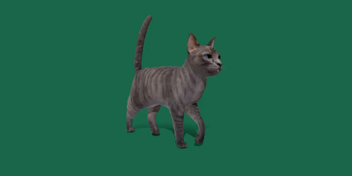 Grey Tabby Cat