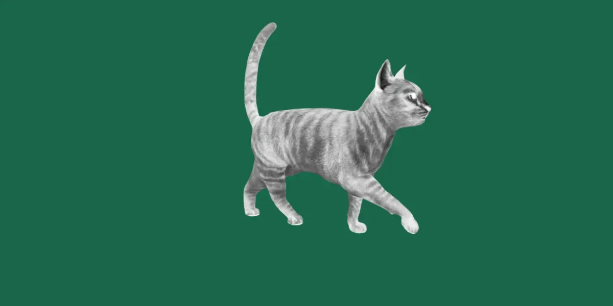 Grey Tabby Cat