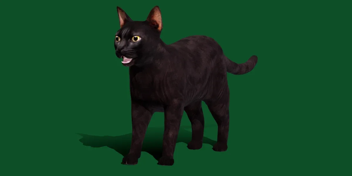 Black Domestic Cat