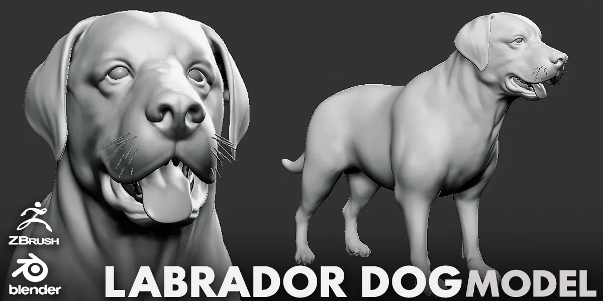 Labrador Dog - Topology + UV Map