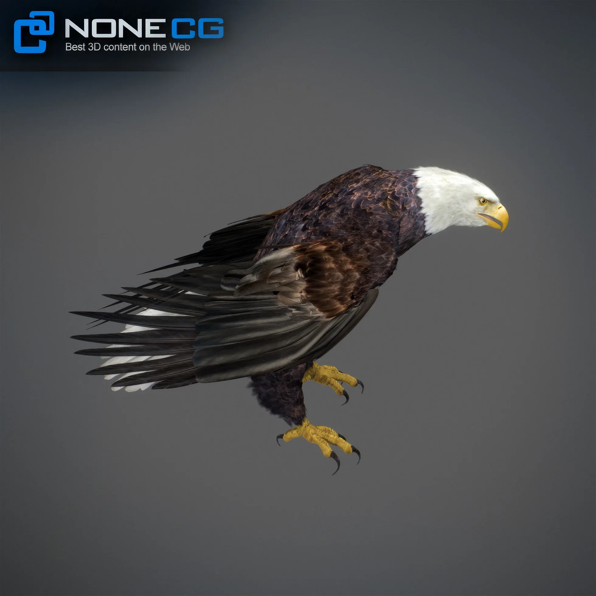 Animated Bald Eagle
