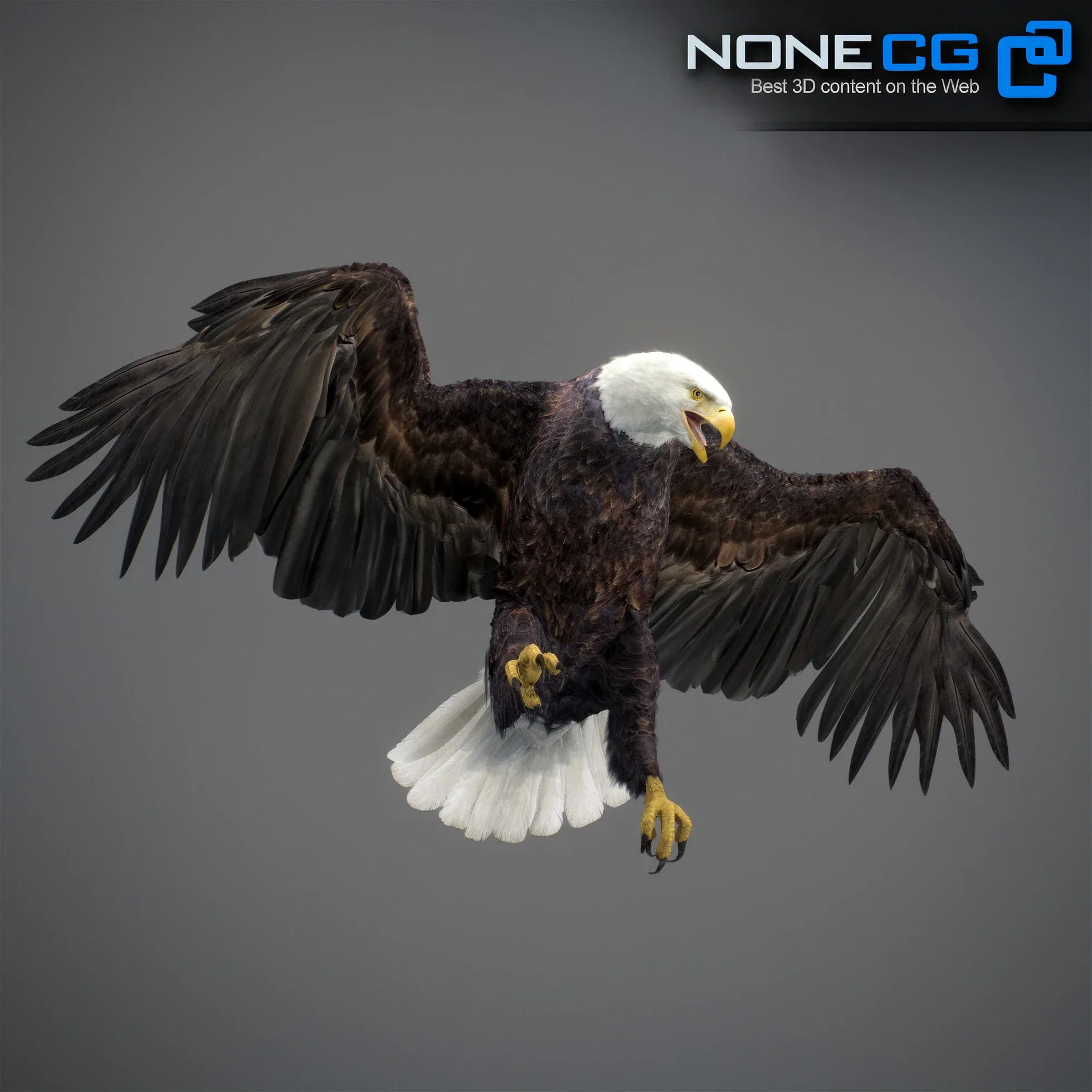 Animated Bald Eagle