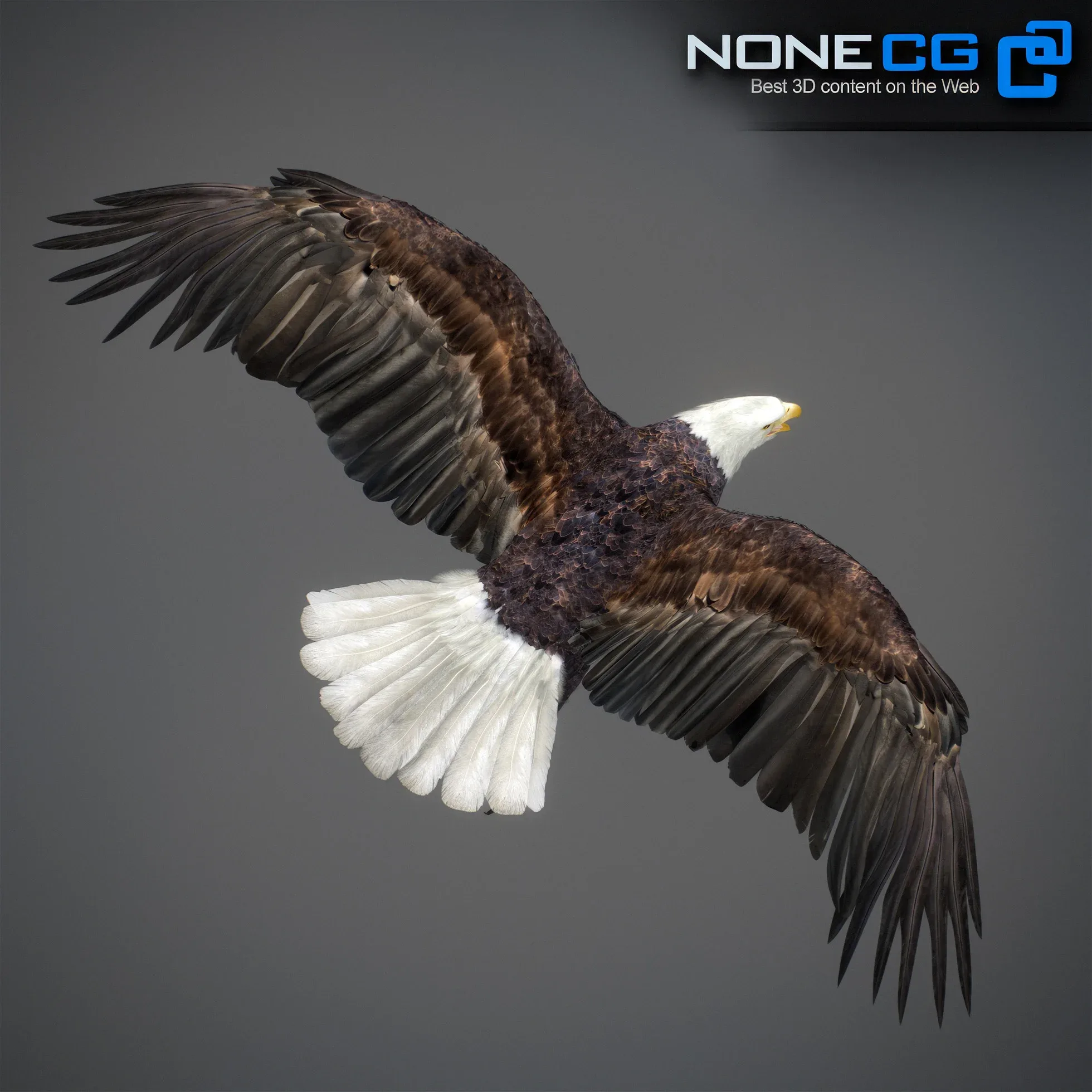 Animated Bald Eagle