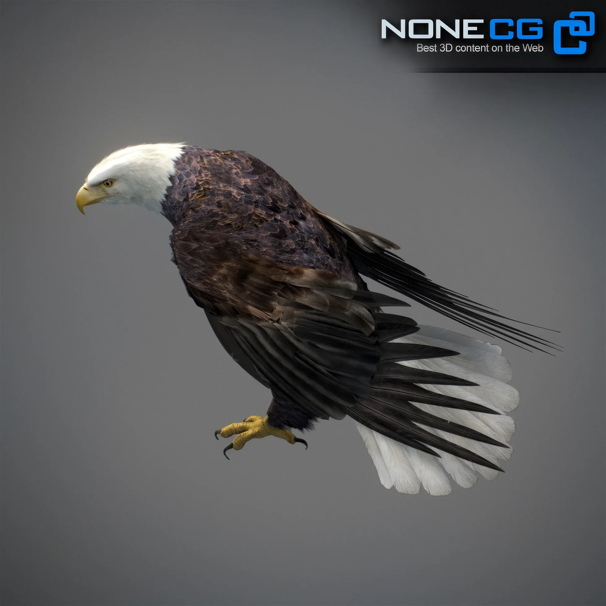 Animated Bald Eagle