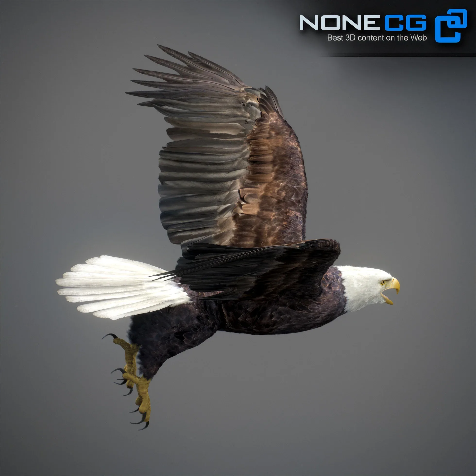 Animated Bald Eagle