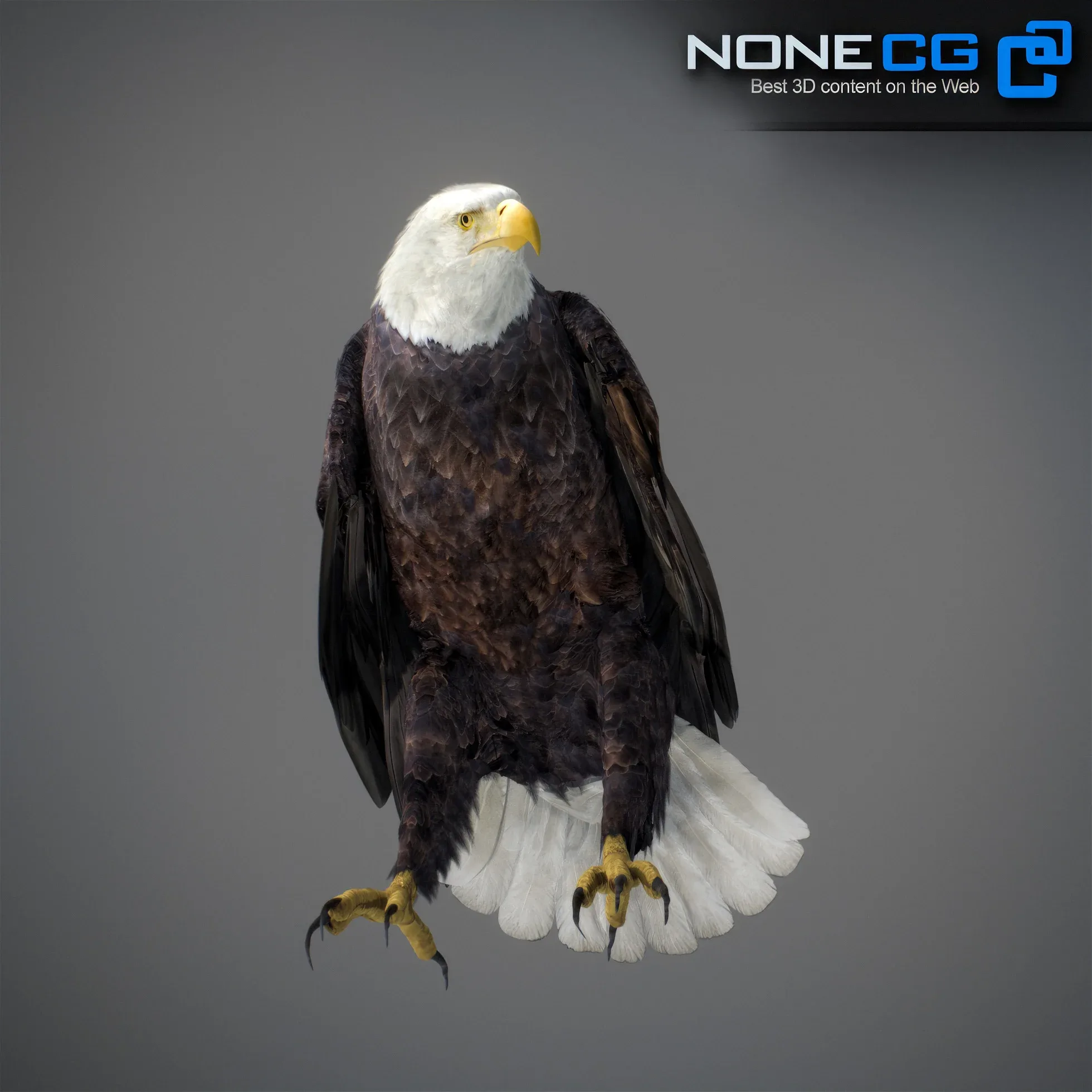 Animated Bald Eagle