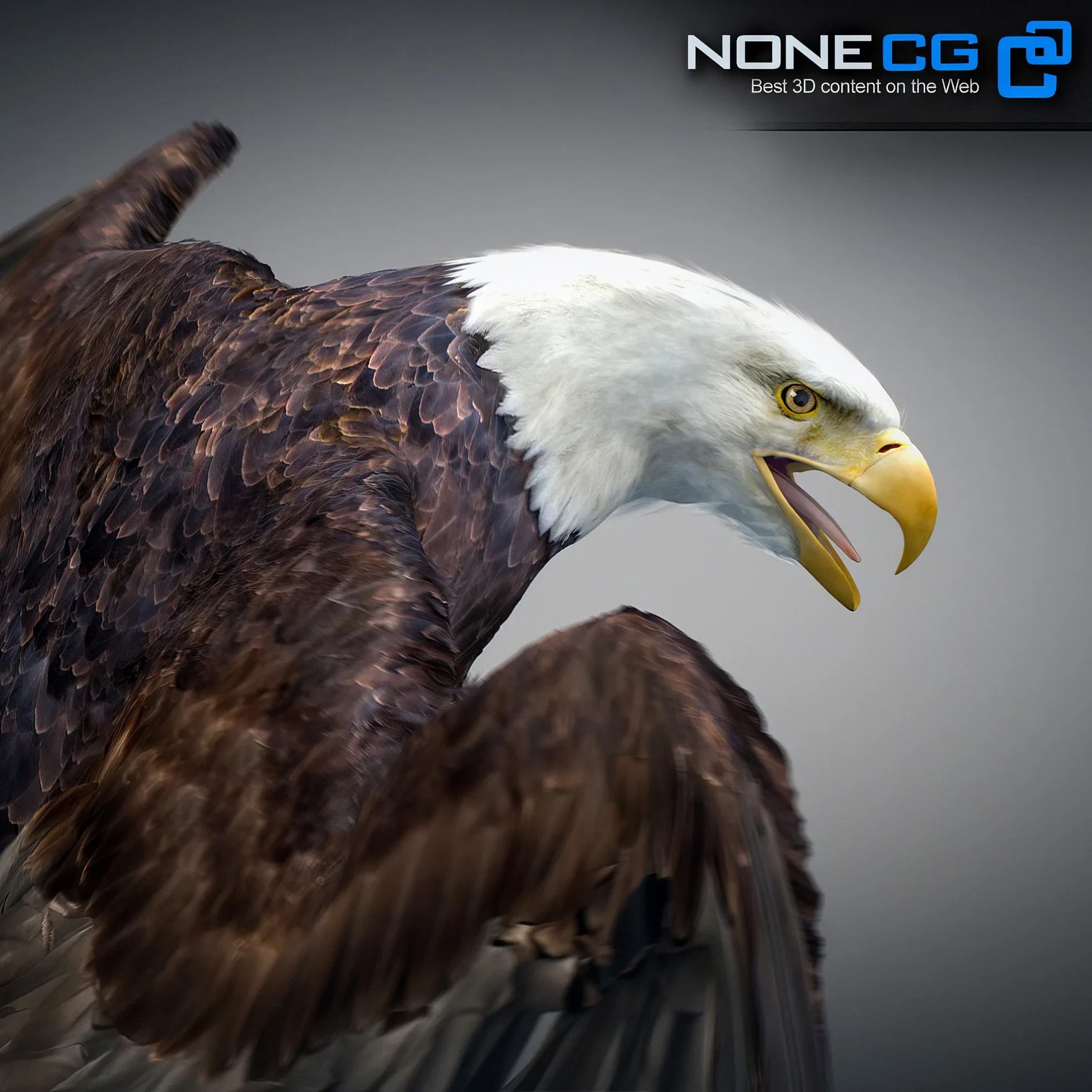 Animated Bald Eagle