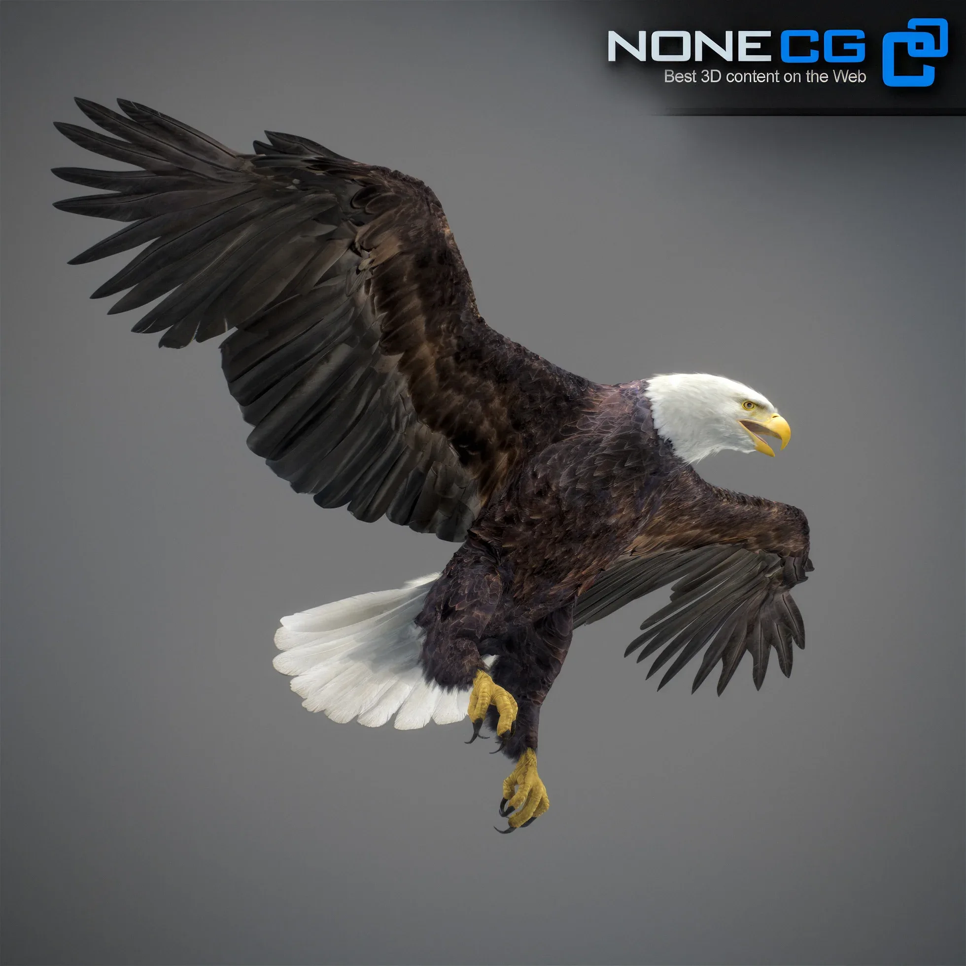 Animated Bald Eagle