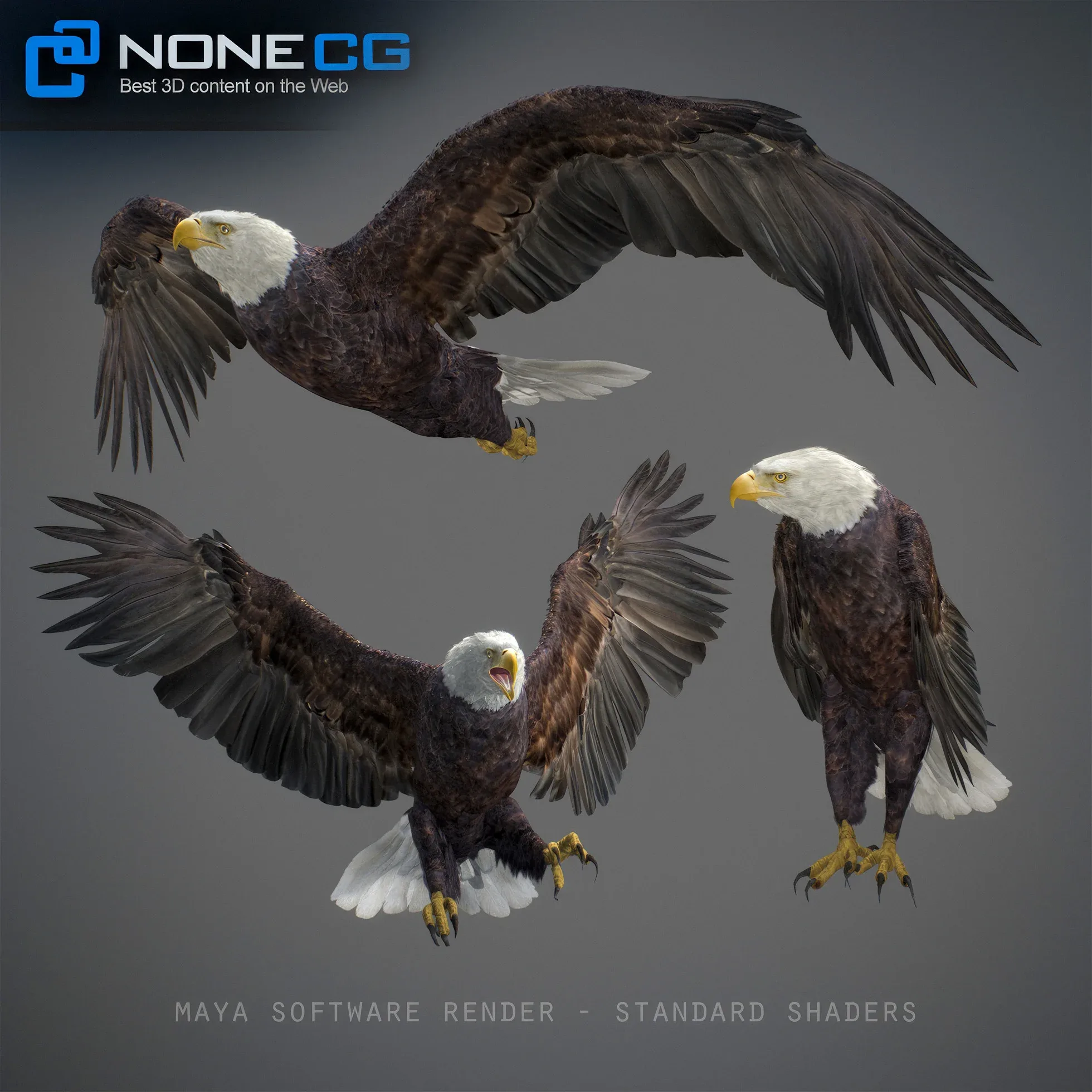 Animated Bald Eagle