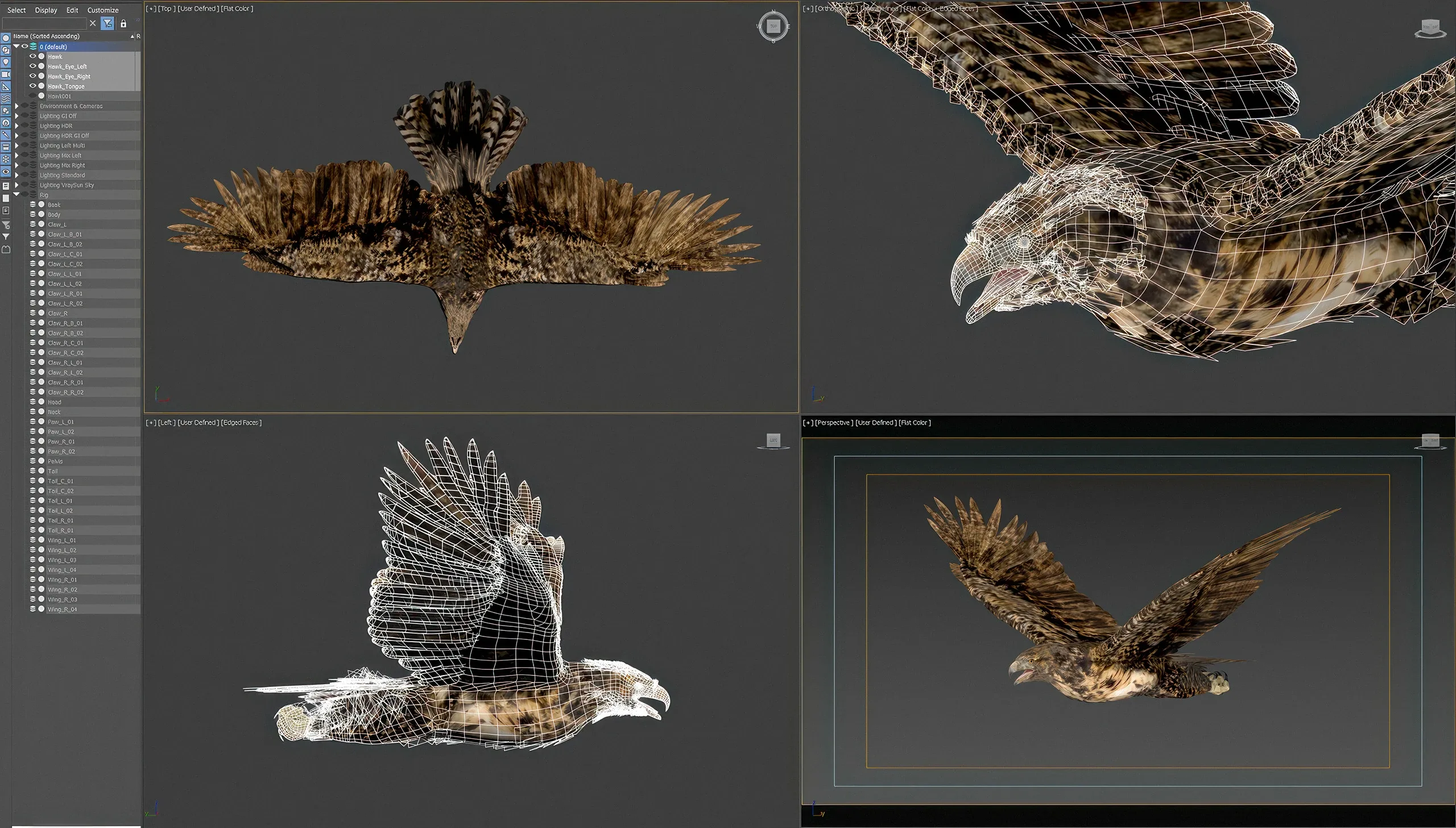 Animated Hawk