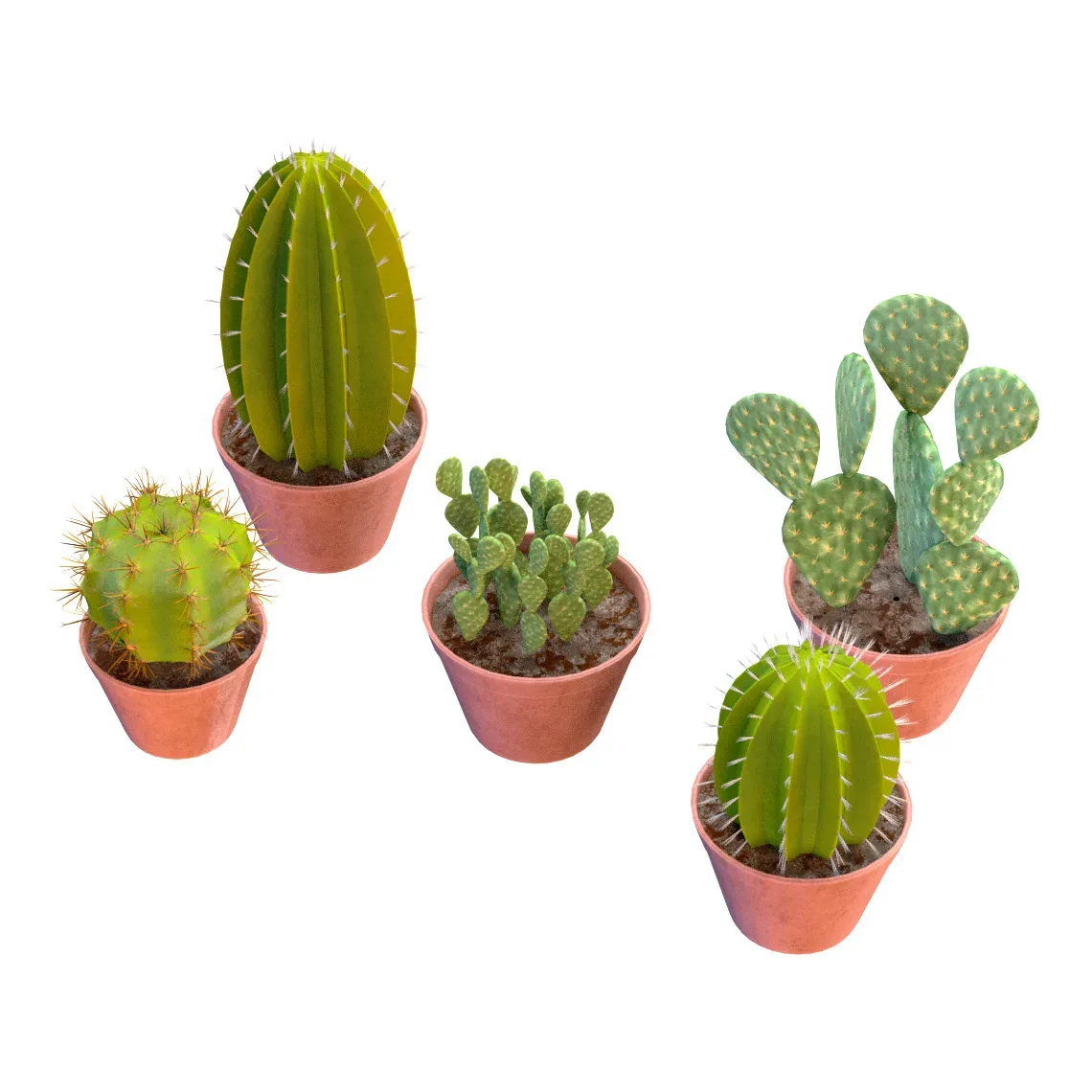 Potted cactus collection