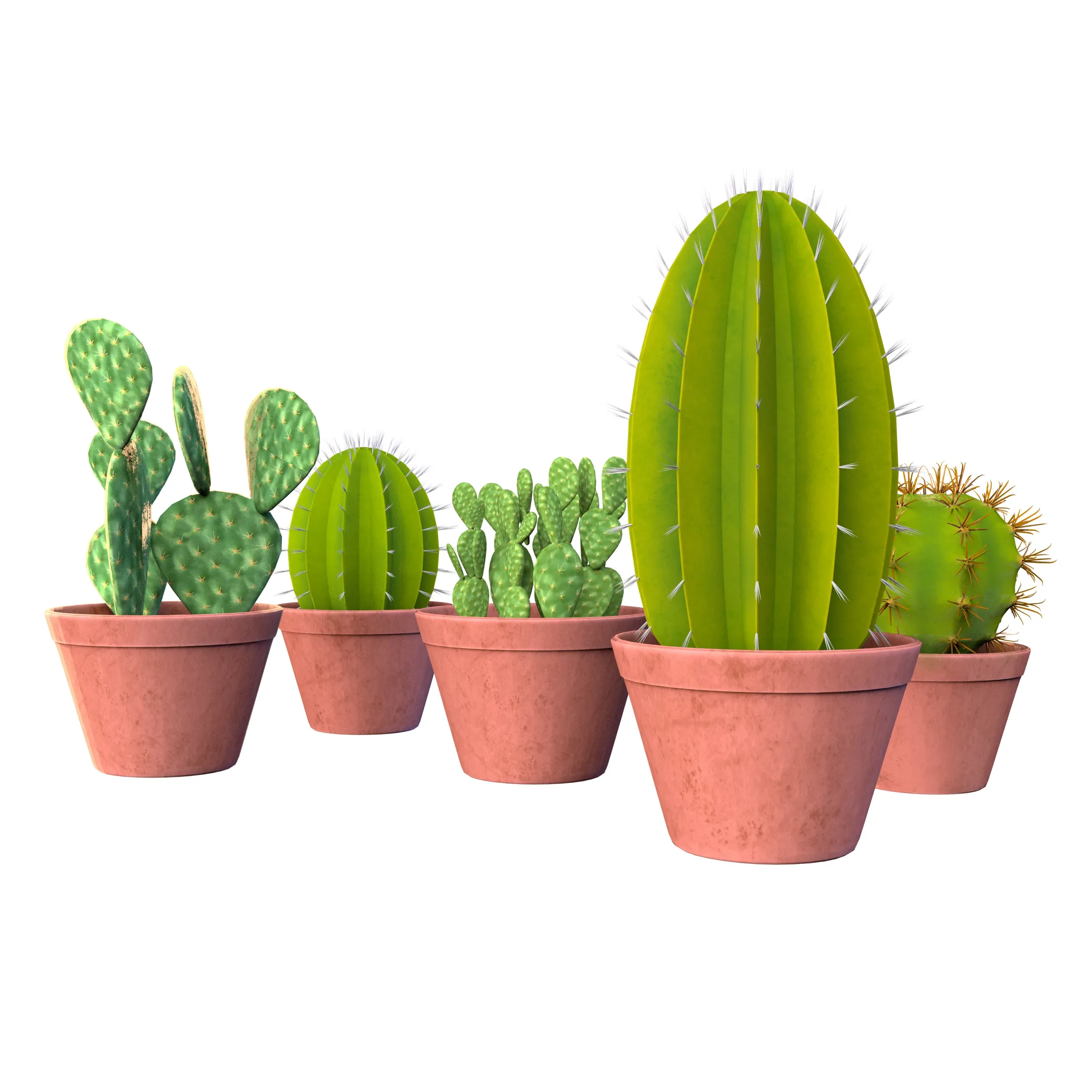 Potted cactus collection