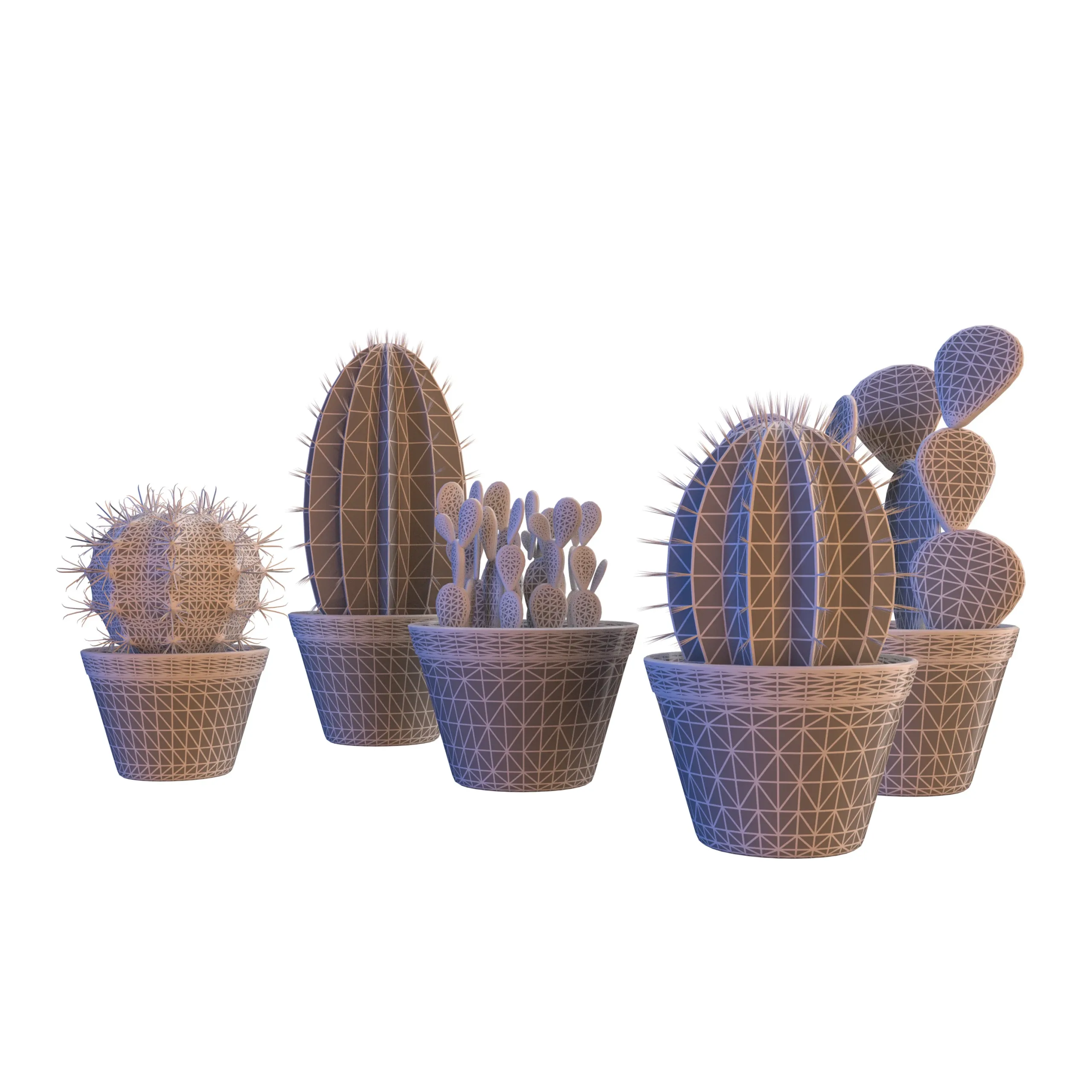 Potted cactus collection