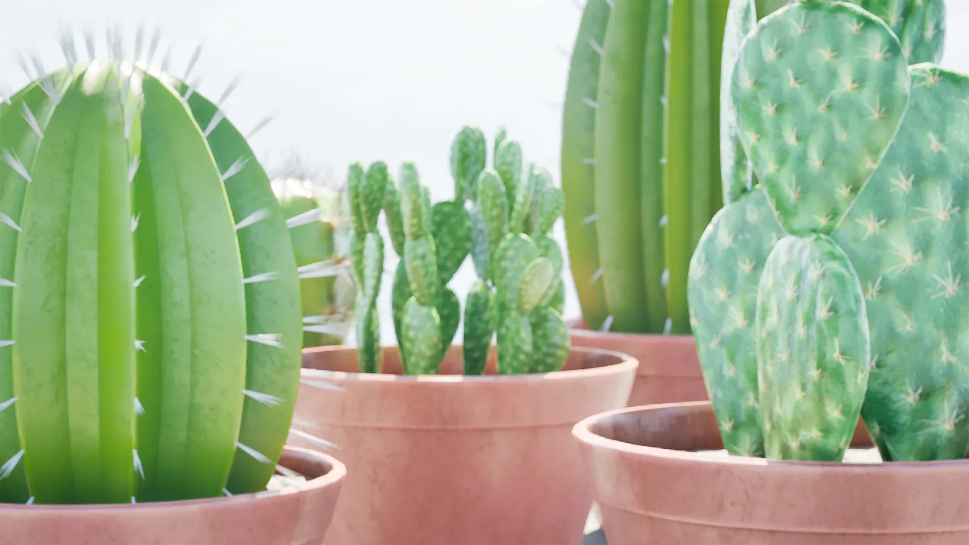 Potted cactus collection