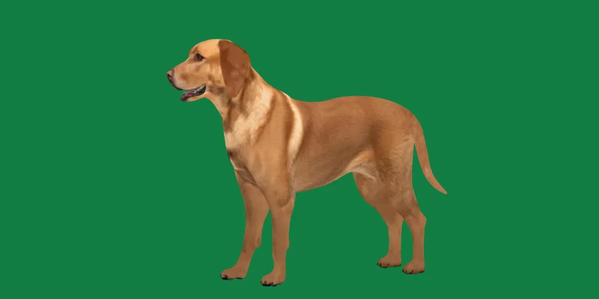 Labrador Retriever Dog - FlippedNormals