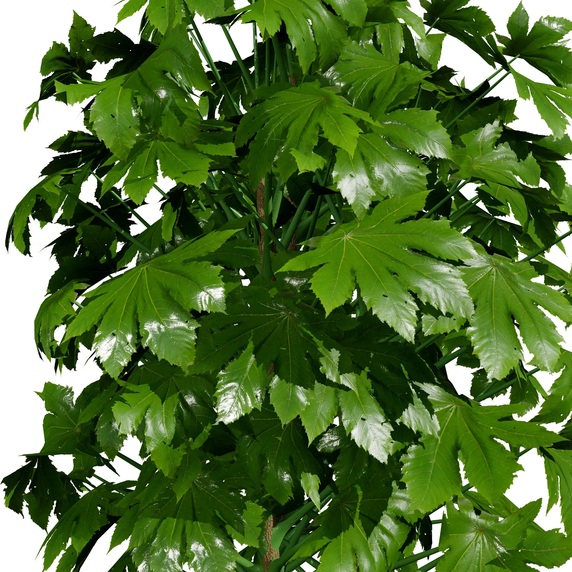 Indoor Potted Palm Collection