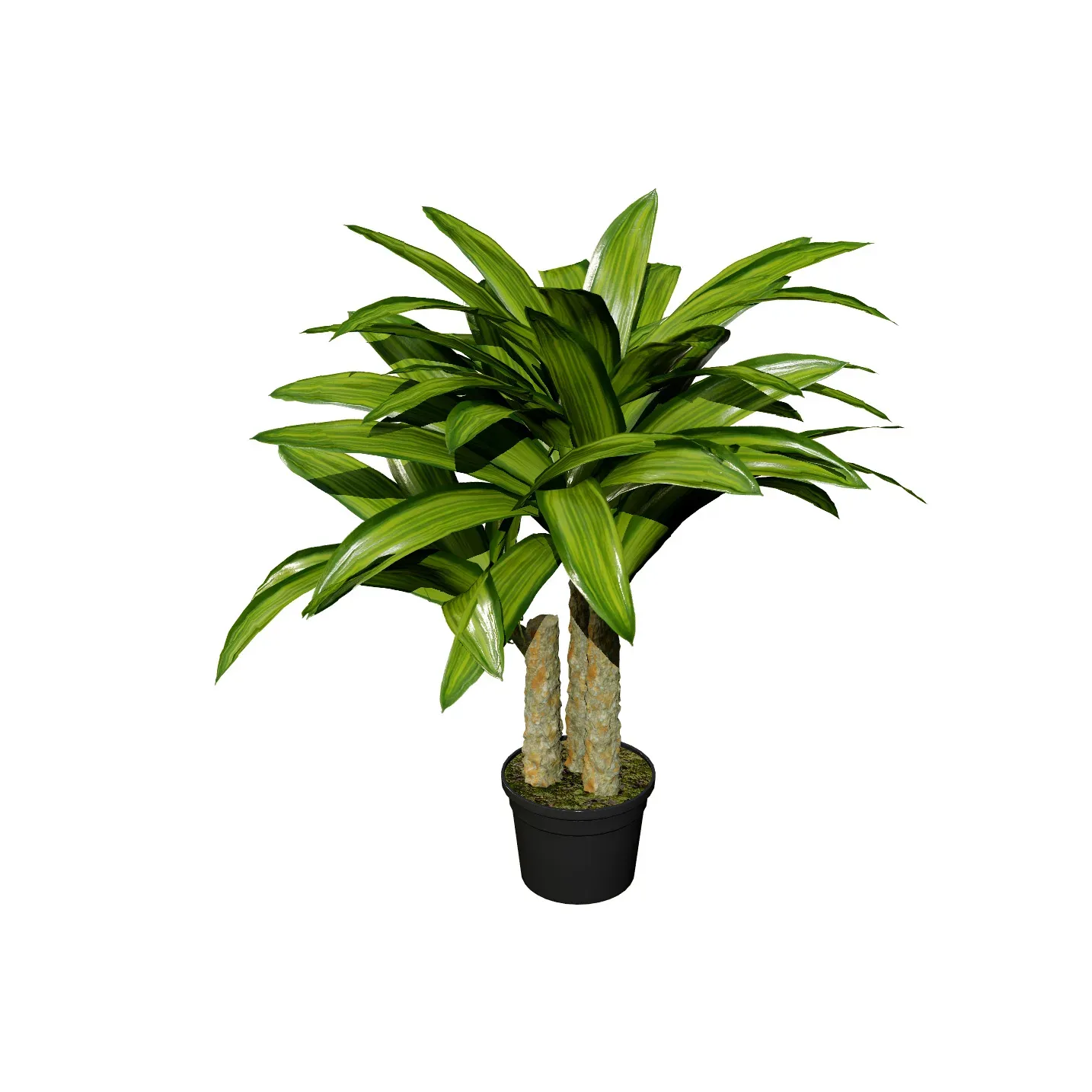 indoor palm collection
