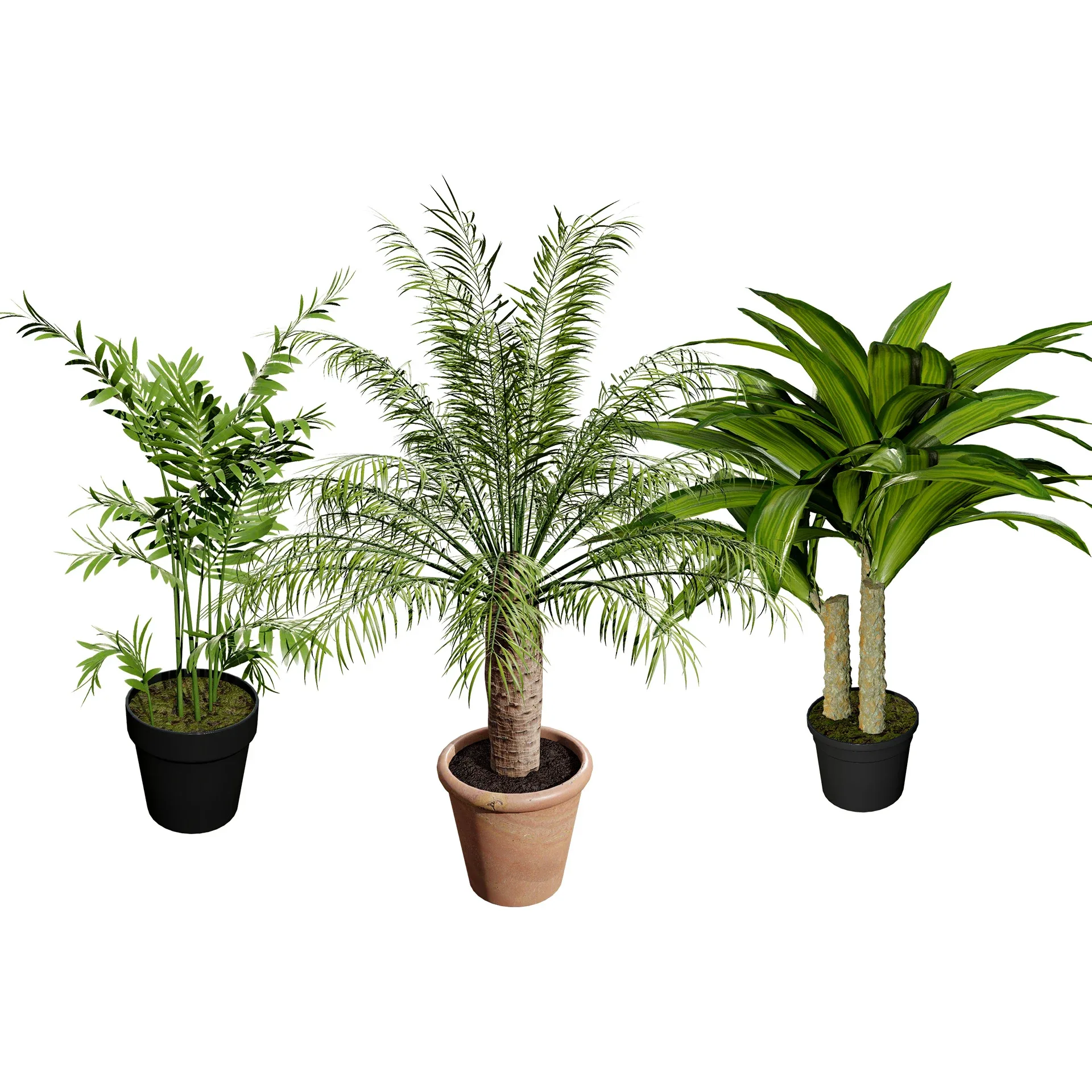 indoor palm collection