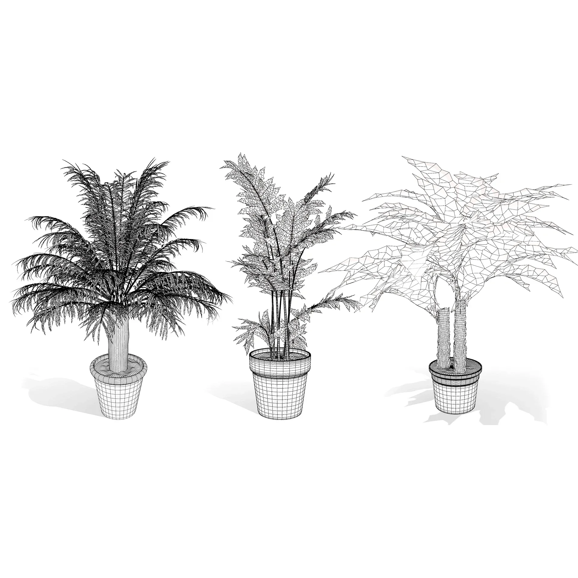 indoor palm collection