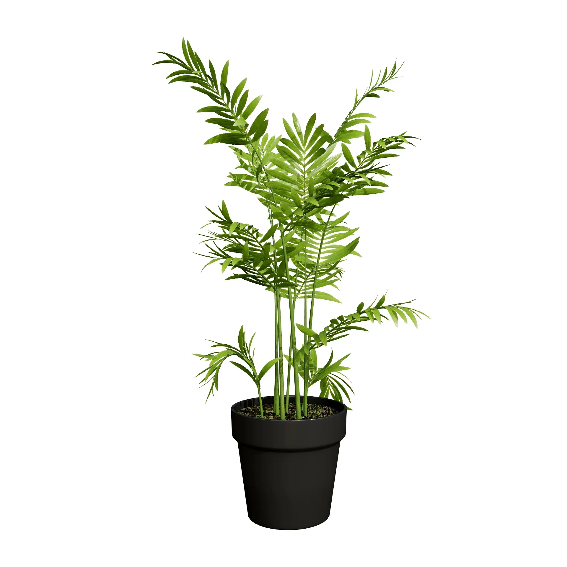 indoor palm collection