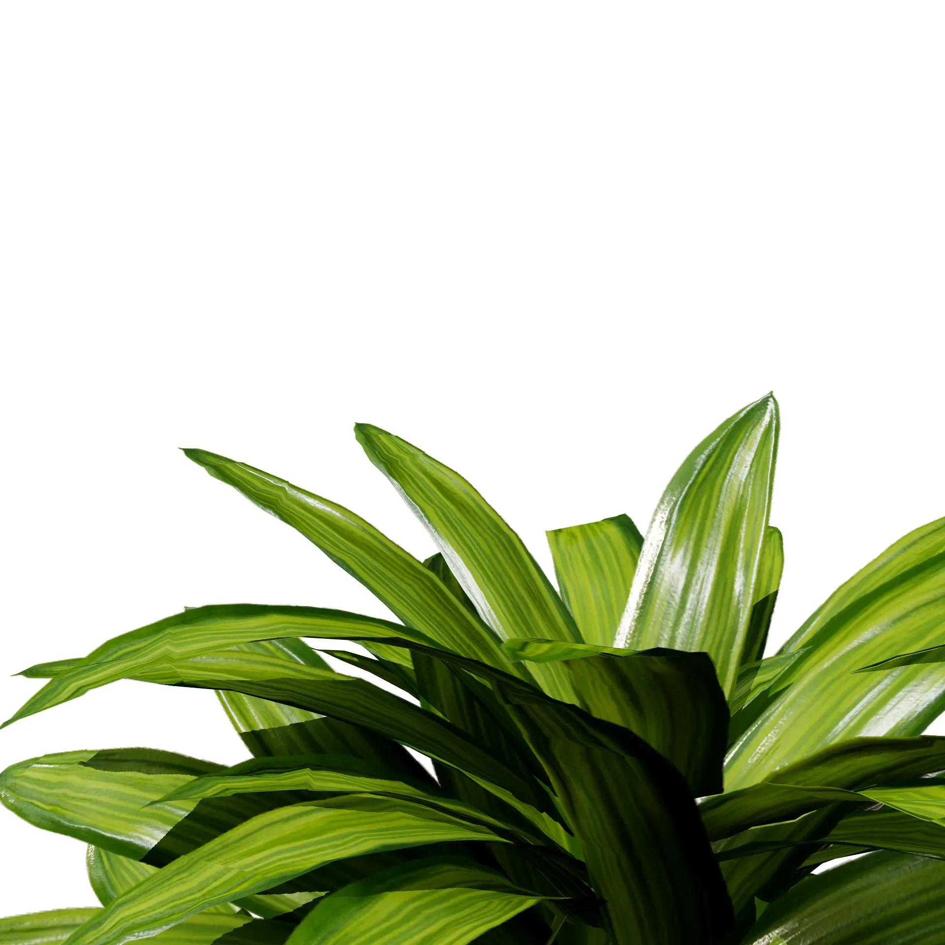 indoor palm collection