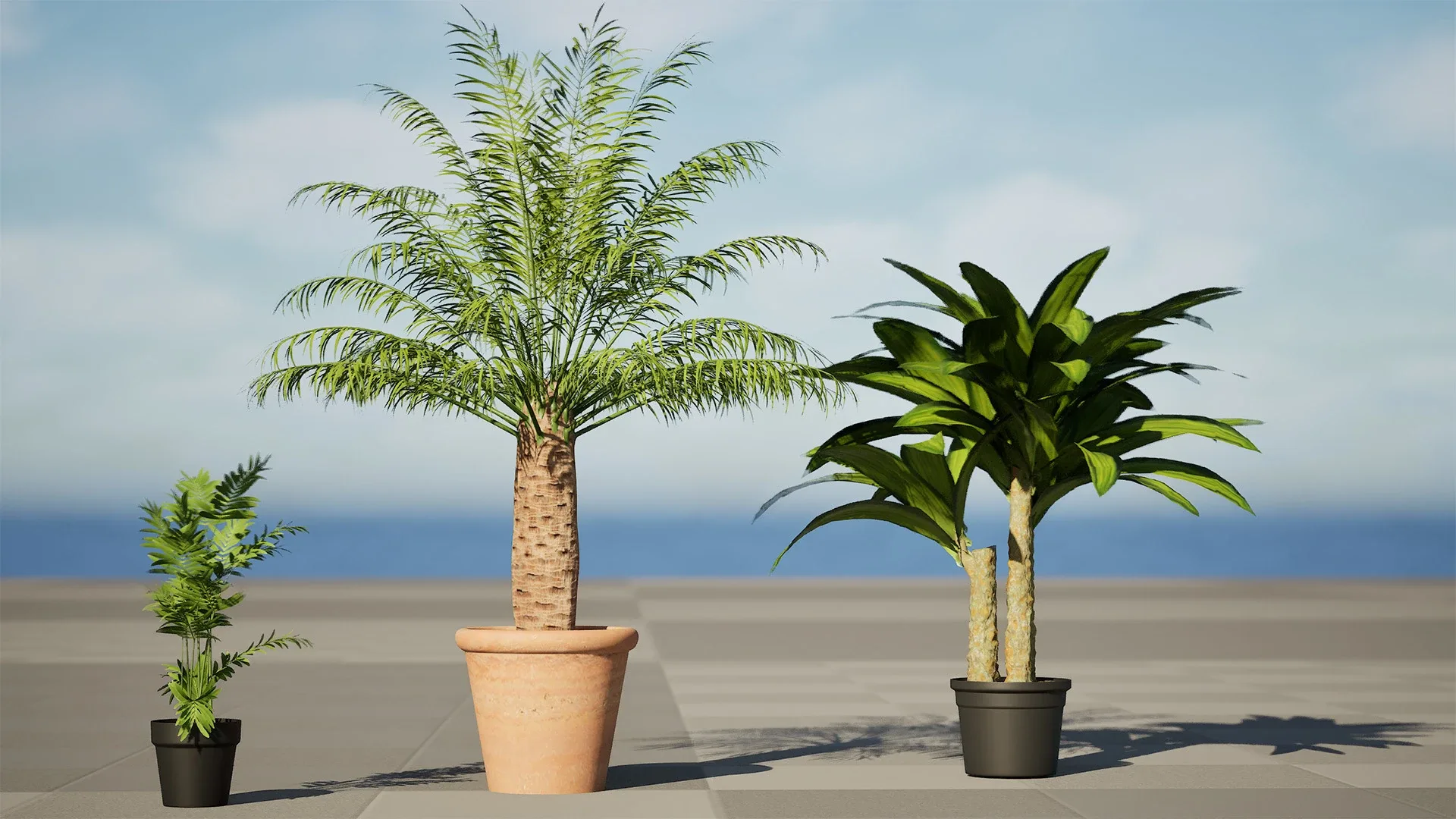 indoor palm collection