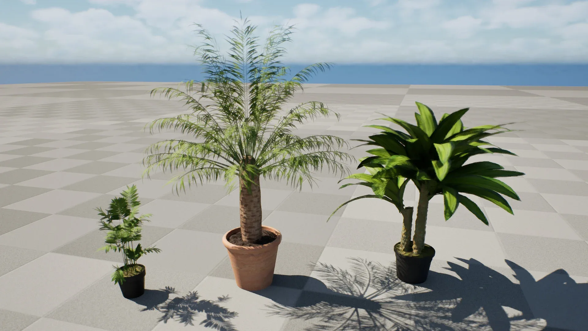 indoor palm collection