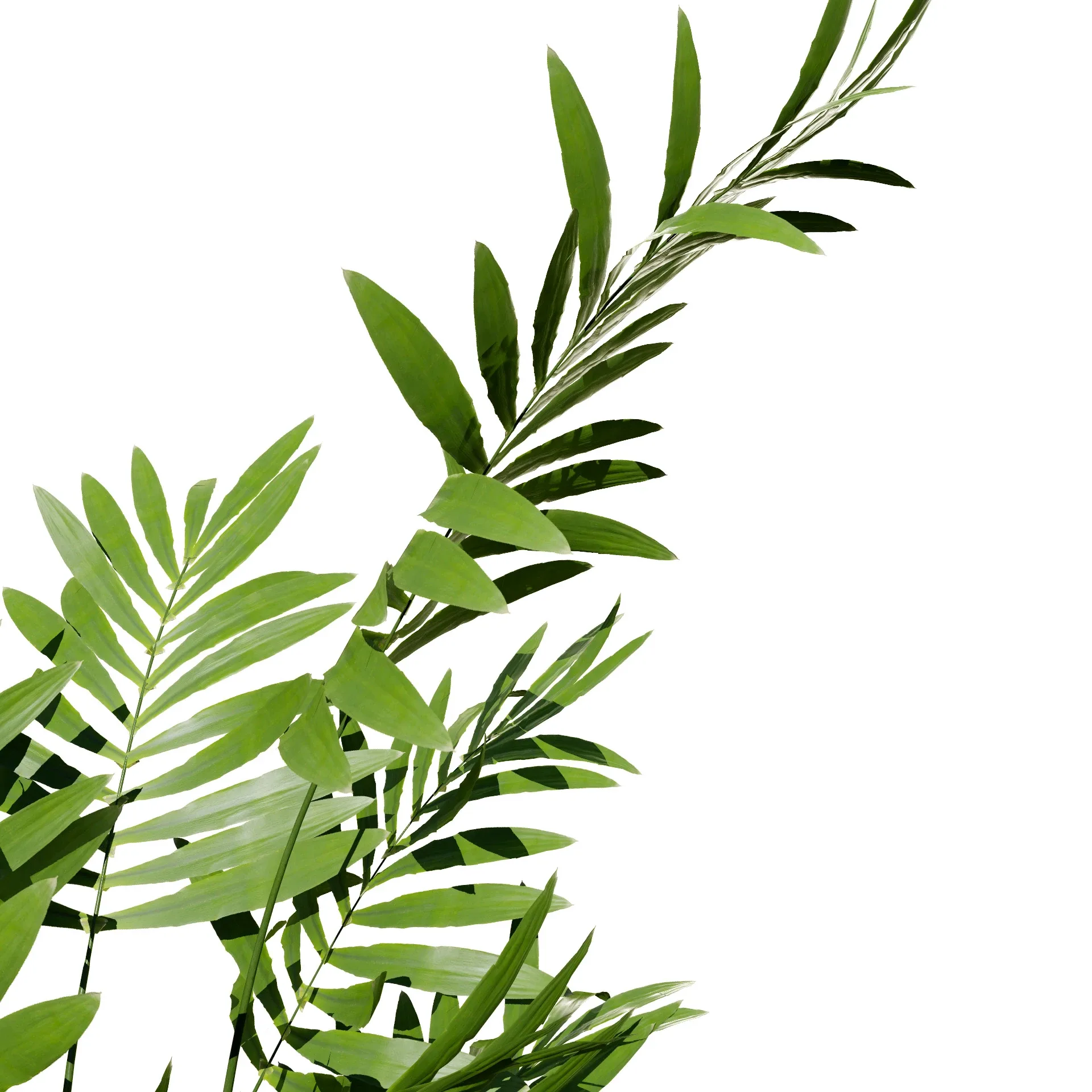 indoor palm collection