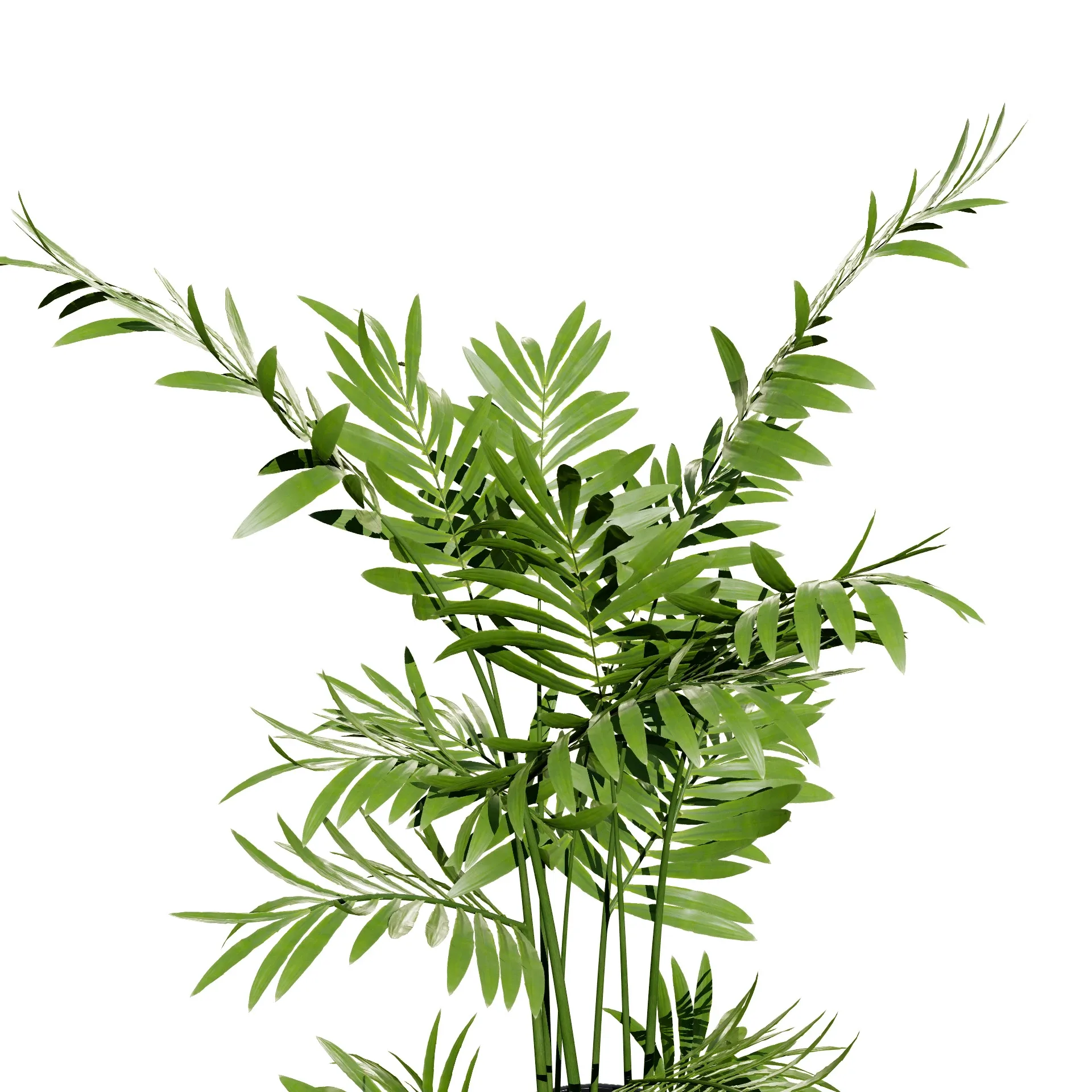 indoor palm collection