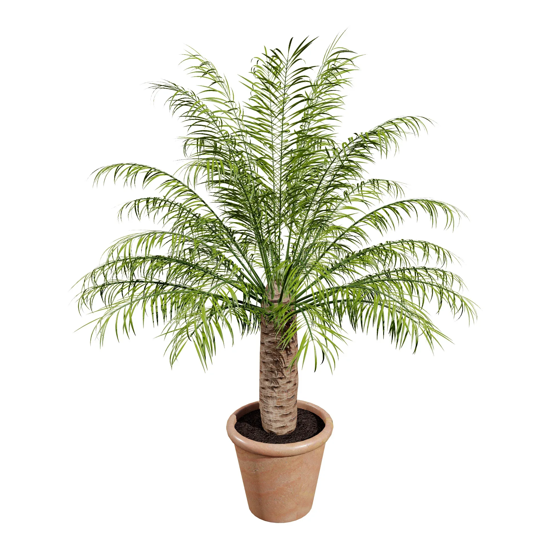 indoor palm collection