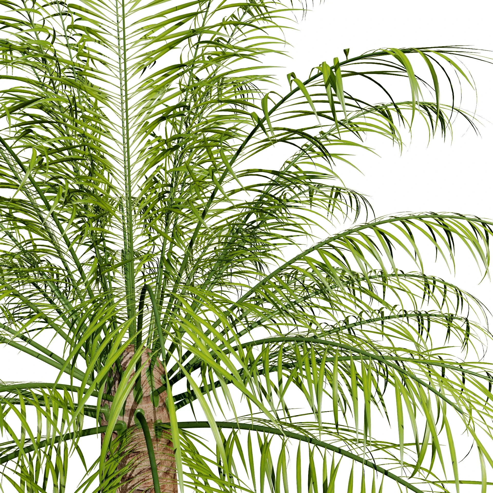 indoor palm collection