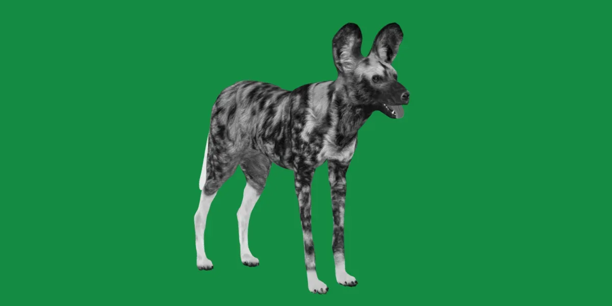 African Wild Dog