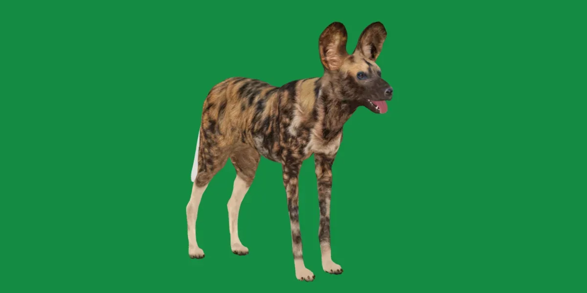 African Wild Dog