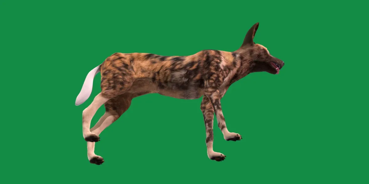 African Wild Dog