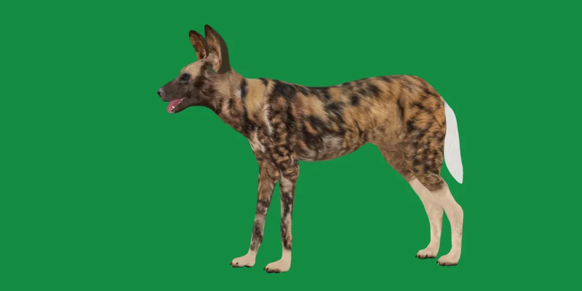 African Wild Dog
