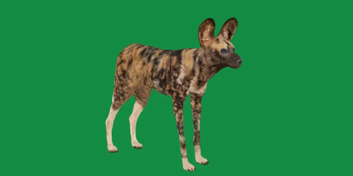African Wild Dog