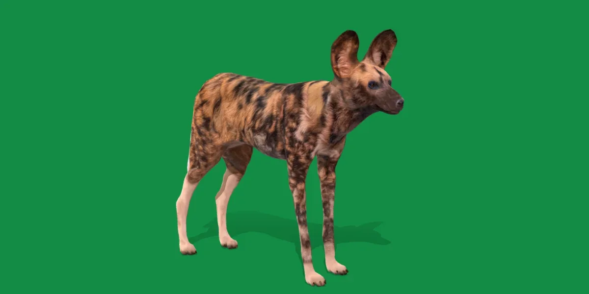 African Wild Dog