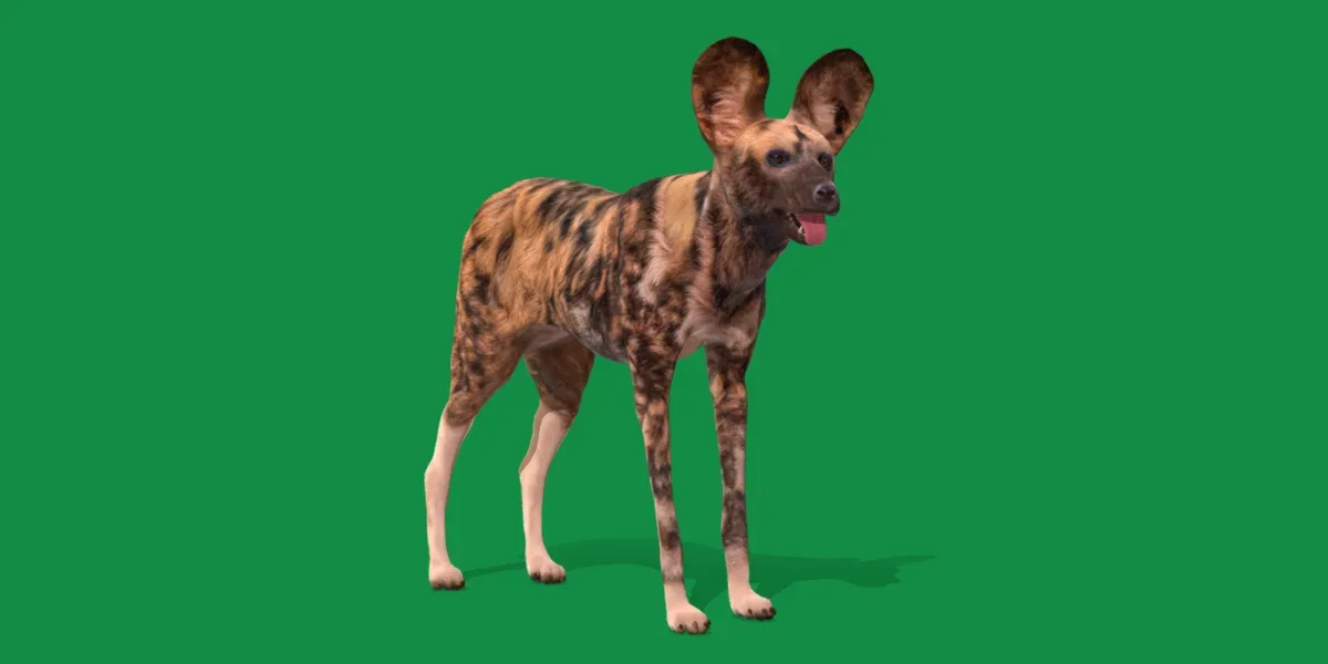 African Wild Dog