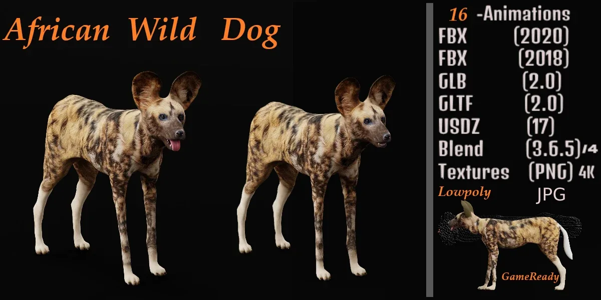 African Wild Dog