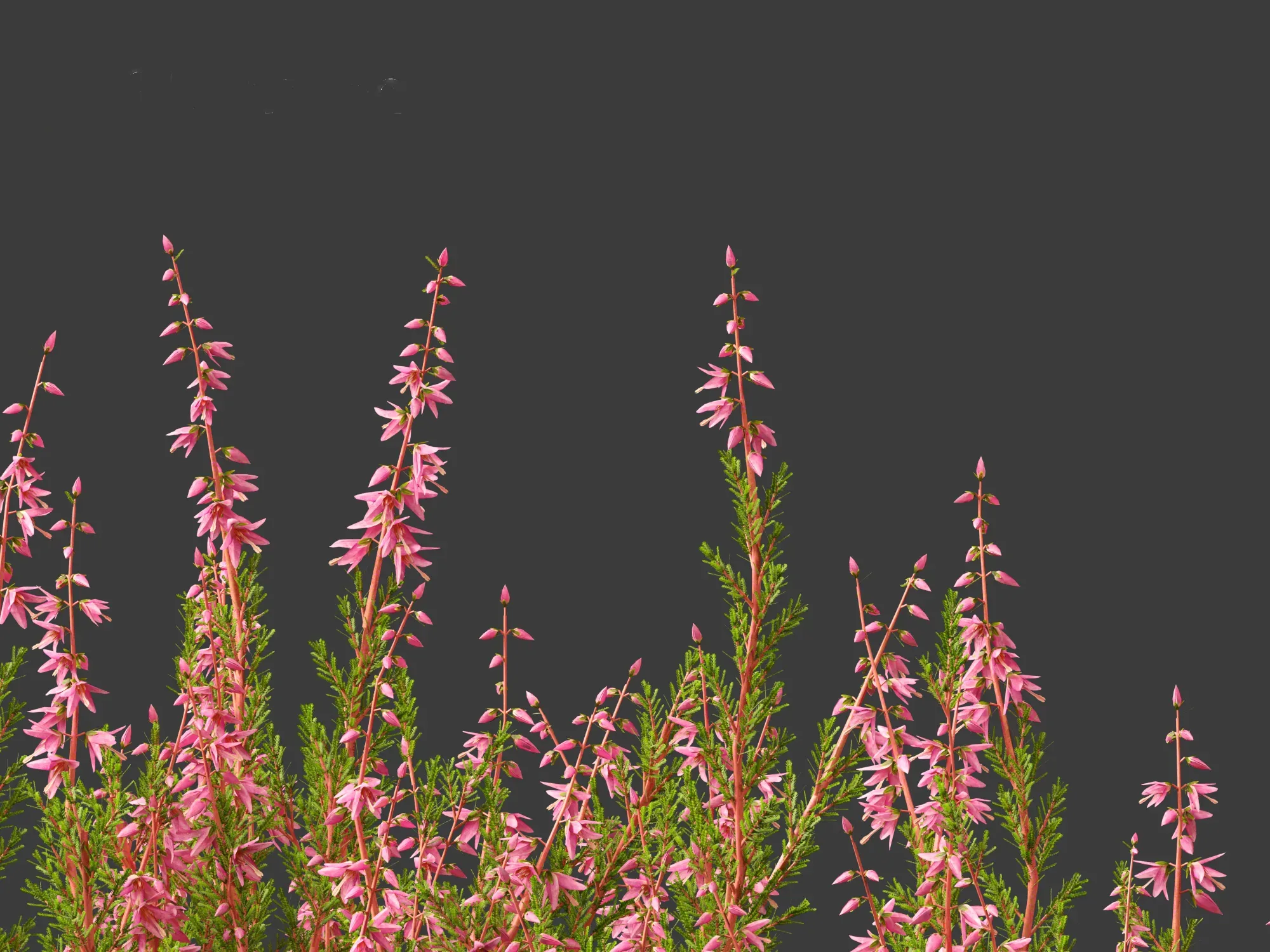 Calluna vulgaris -Scotch heather - FlippedNormals