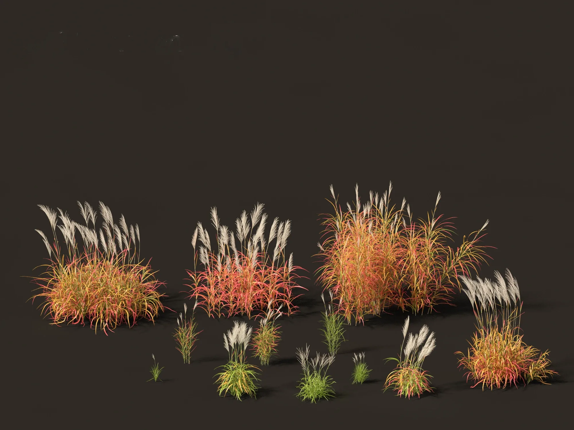 Miscanthus purpurascens - Flame Grass