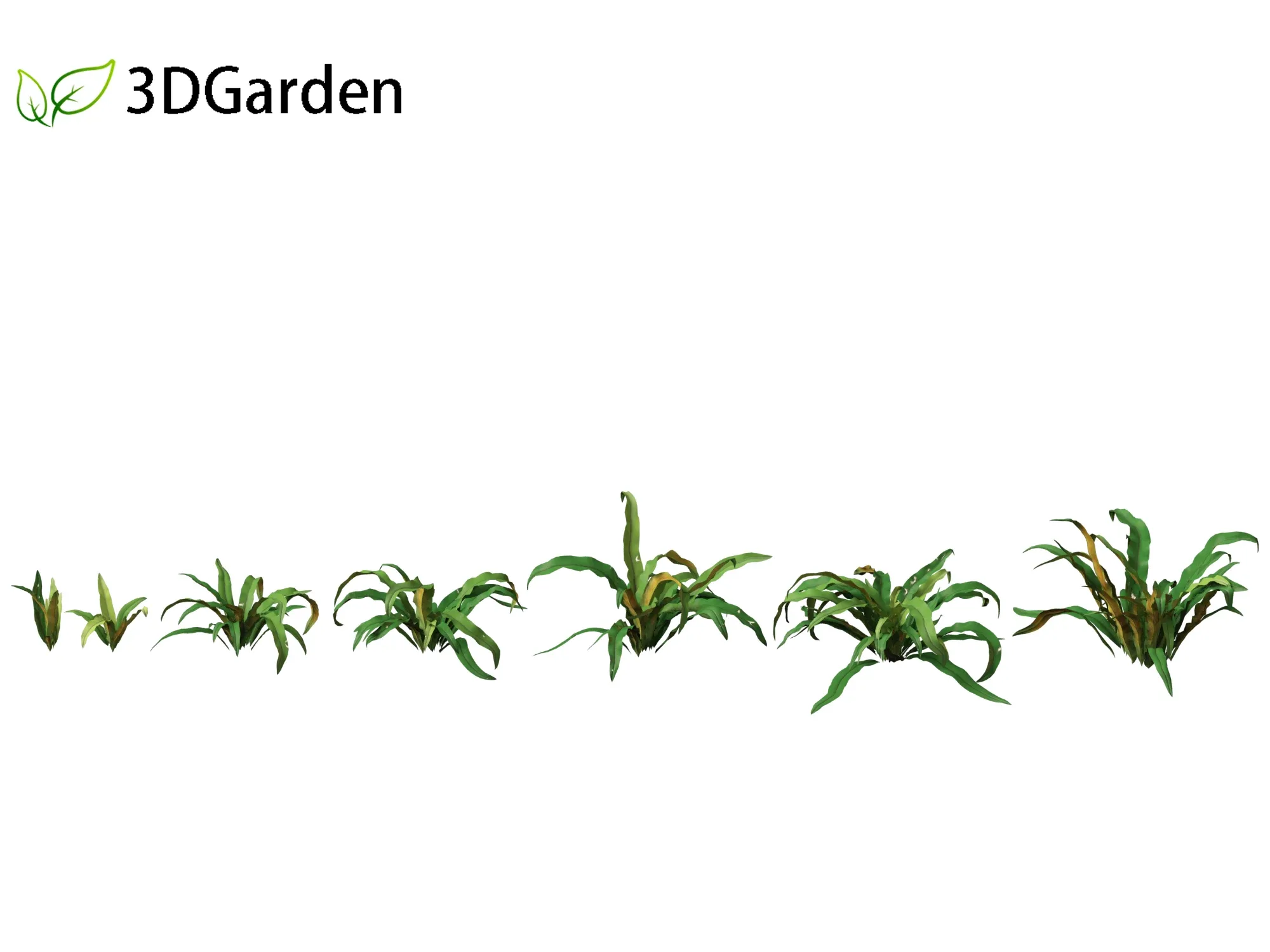 Asplenium australasicum - Birds Nest Fern