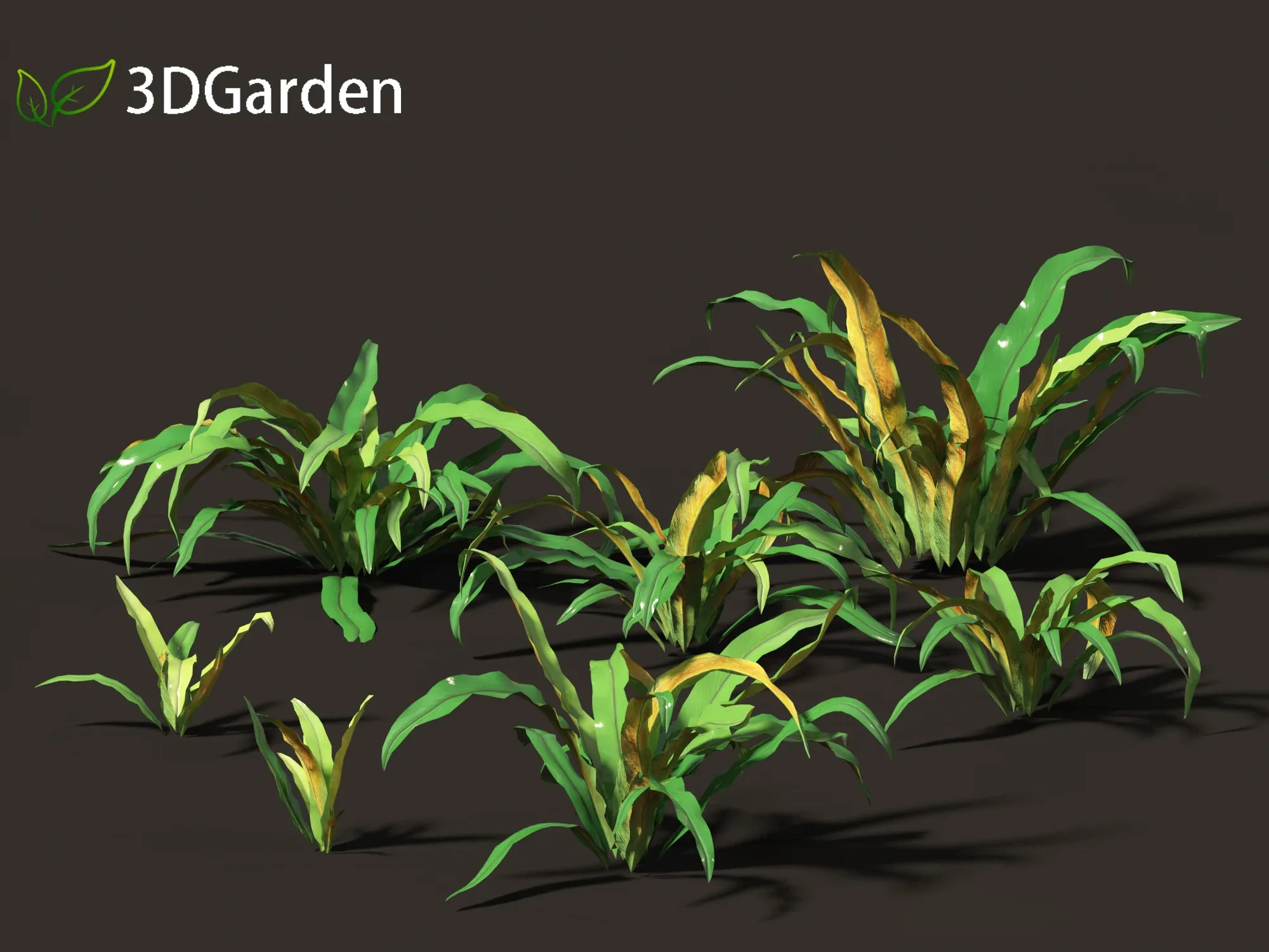 Asplenium australasicum - Birds Nest Fern