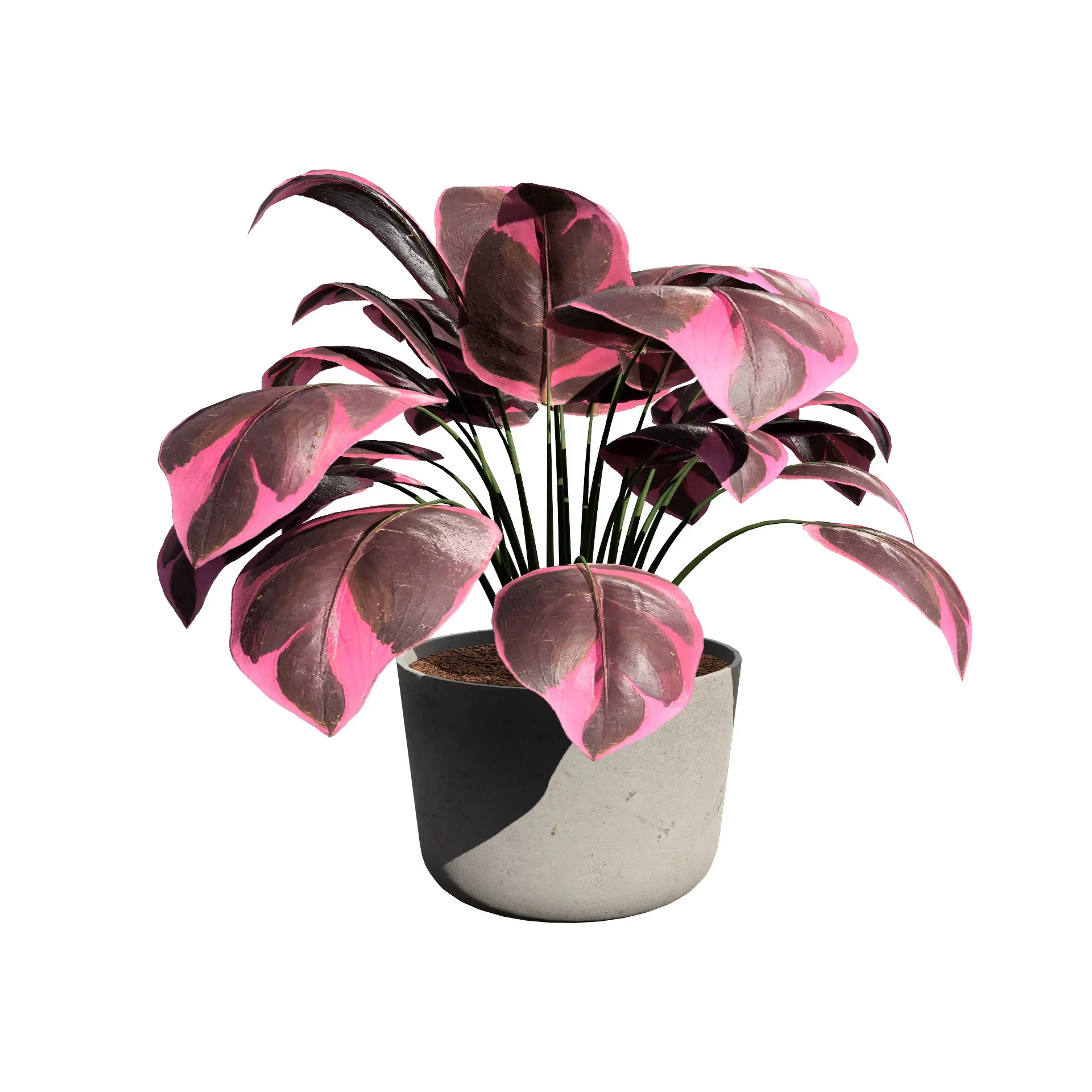 Prayer Plant 3D Model