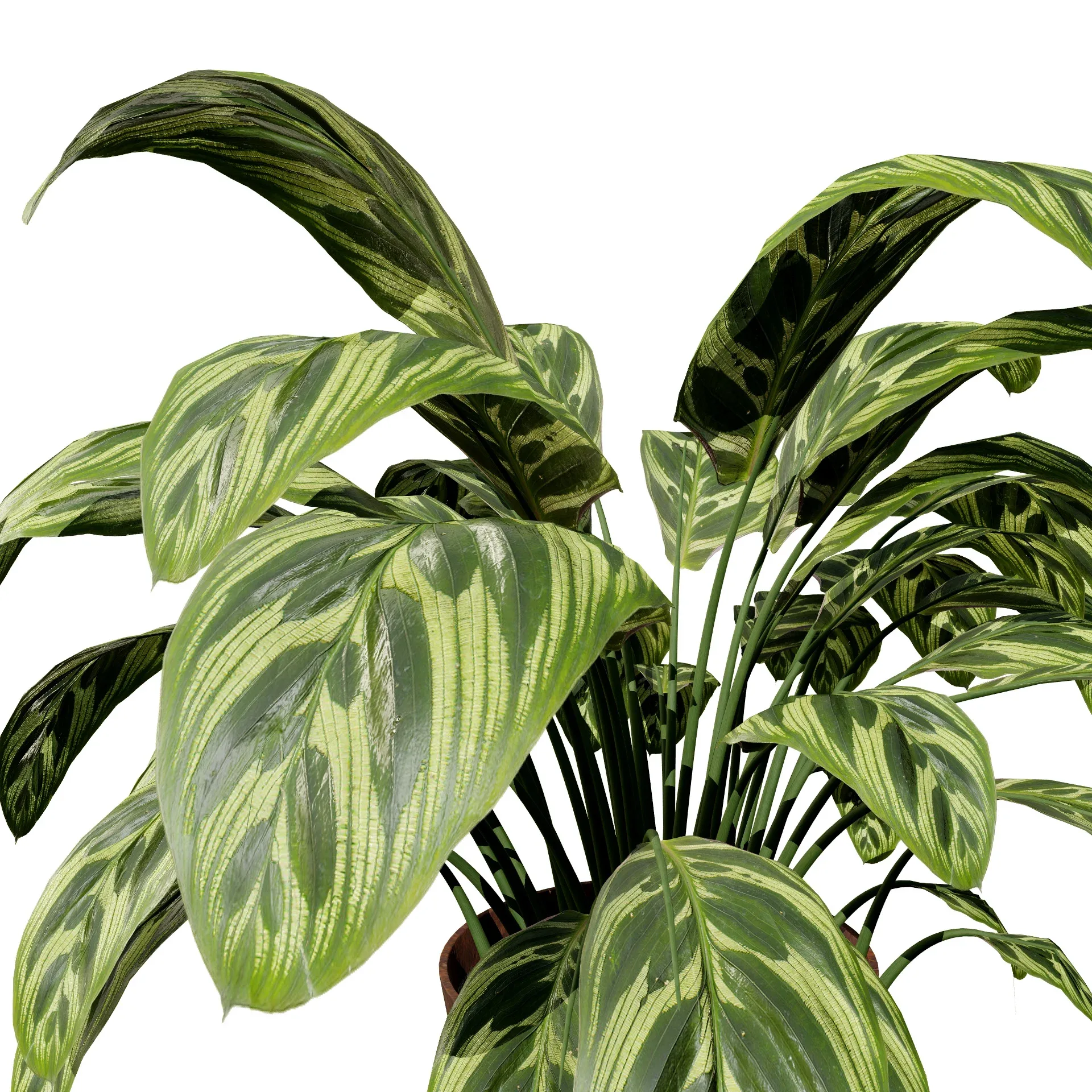 Prayer Plant 3D Model