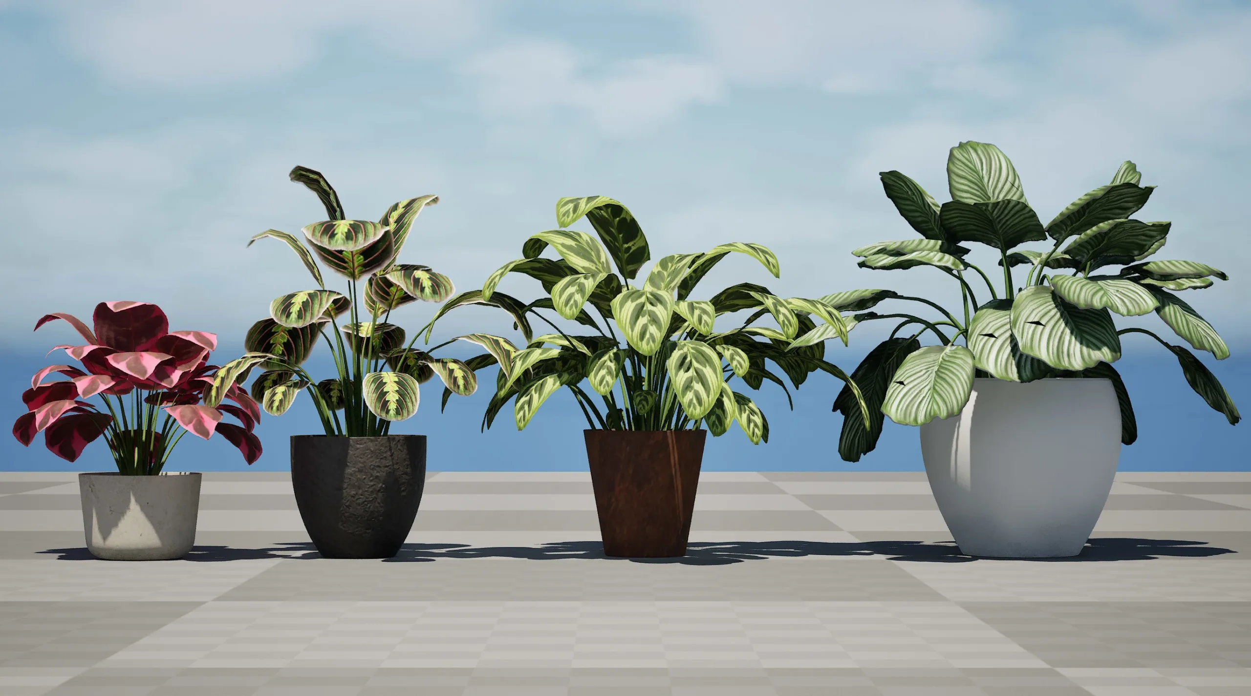Prayer Plant 3D Model